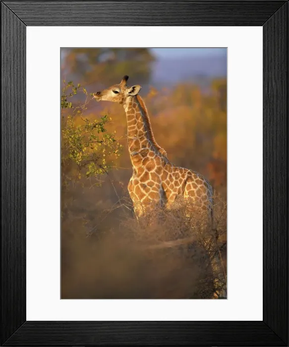 Framed Print : Giraffe (Giraffa camelopardis) juvenile browsing on autumn foliage in veld Framed Print : Giraffe (Giraffa camelopardis) juvenile browsing on autumn foliage in veld