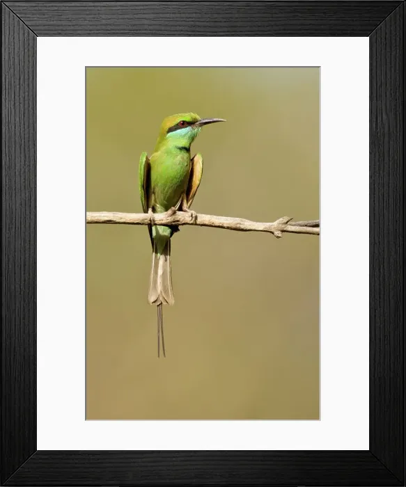 Framed Print : Green Bee-Eater (Merops orientalis) sunbathing Framed Print : Green Bee-Eater (Merops orientalis) sunbathing