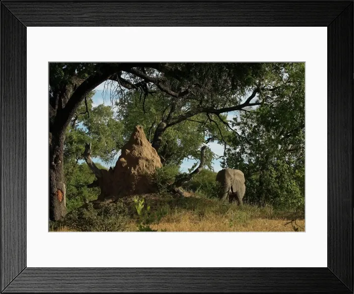 Framed Print : Elephant (Loxodonta africana) in veld next to termite mound