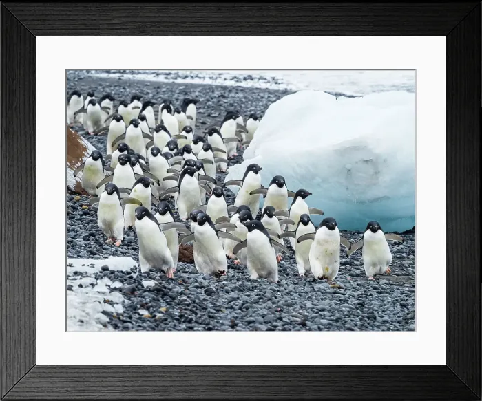 Framed Print : Adelie Penguins Antarctic Peninsula Antarctica