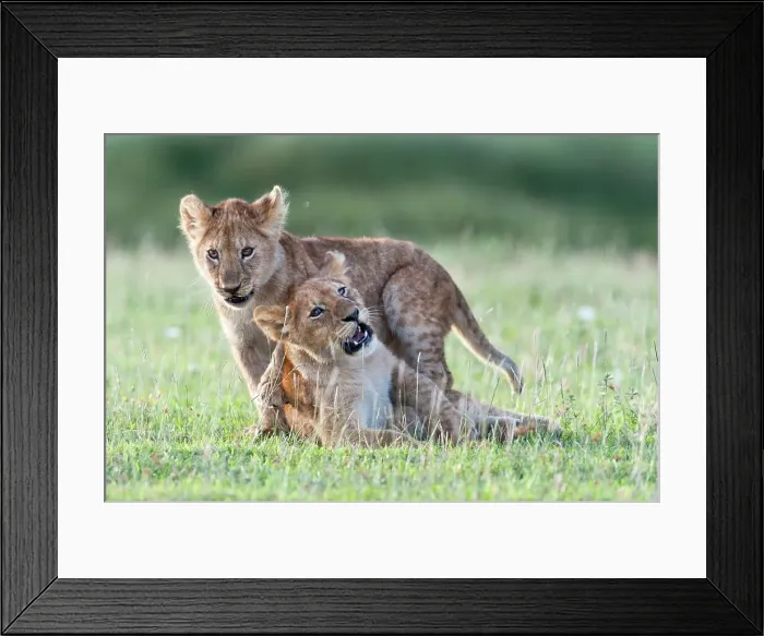 Framed Print : African lion cubs (Panthera leo) playing at Big Marsh Framed Print : African lion cubs (Panthera leo) playing at Big Marsh