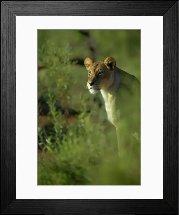 Framed Print : Lioness (Panthera leo) in veld Framed Print : Lioness (Panthera leo) in veld