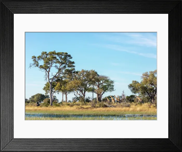 Framed Print : South African giraffe or Cape giraffe (Giraffa camelopardalis giraffa) running