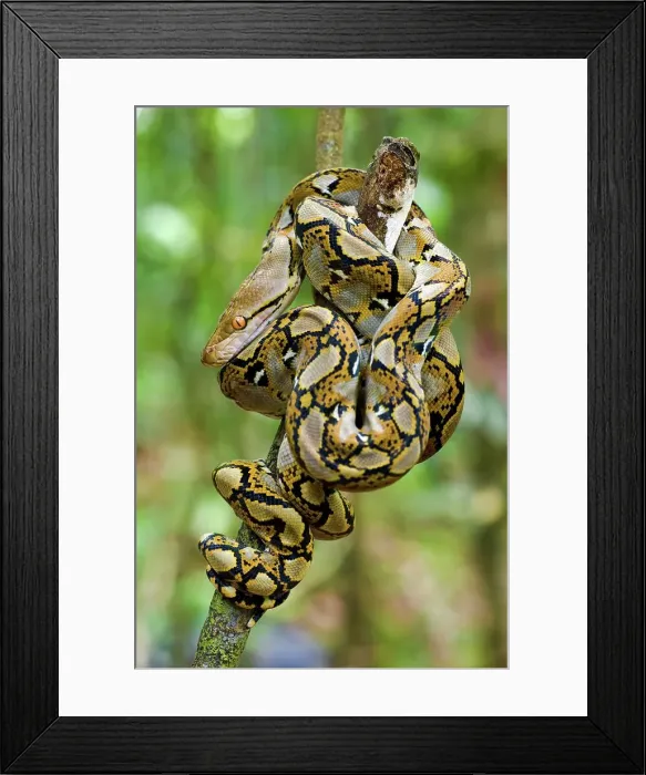 Framed Print : Close-up of juvenile reticulated python (Python reticulatus) resting on sapling Framed Print : Close-up of juvenile reticulated python (Python reticulatus) resting on sapling