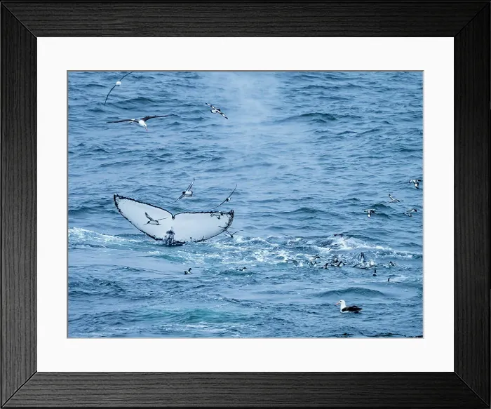 Framed Print : Antarctica Climate Change Coronation Island Coronation Islands