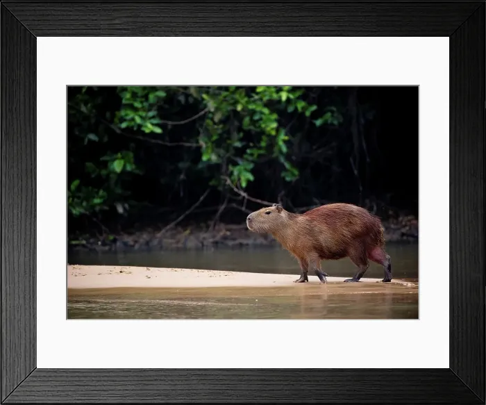 Framed Print : Capybara (Hydrochoerus hydrochaeris) at the riverside Framed Print : Capybara (Hydrochoerus hydrochaeris) at the riverside