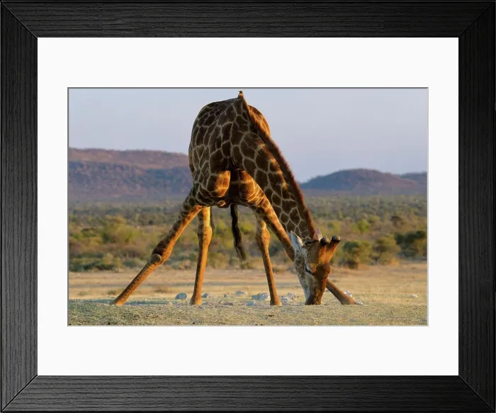 Framed Print : Giraffe (Giraffa camelopardalis) feeding on minerals in the sand Framed Print : Giraffe (Giraffa camelopardalis) feeding on minerals in the sand