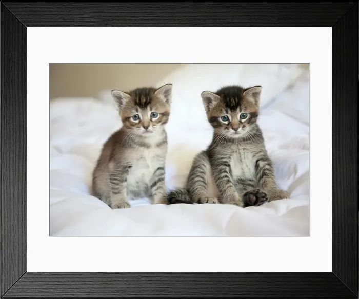 Framed Print : Portrait of Two Kittens on Bed