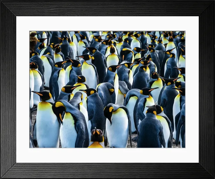 Framed Print : Antarctica Aptenodytes Patagonicus Climate Change