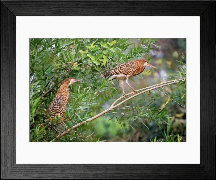 Framed Print : Immature Rufescent tiger heron (Tigrisoma lineatum) in vegetation on the banks of the Piquiri River Framed Print : Immature Rufescent tiger heron (Tigrisoma lineatum) in vegetation on the banks of the Piquiri River