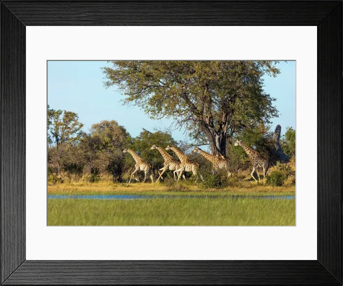 Framed Print : South African giraffe or Cape giraffe (Giraffa camelopardalis giraffa) running