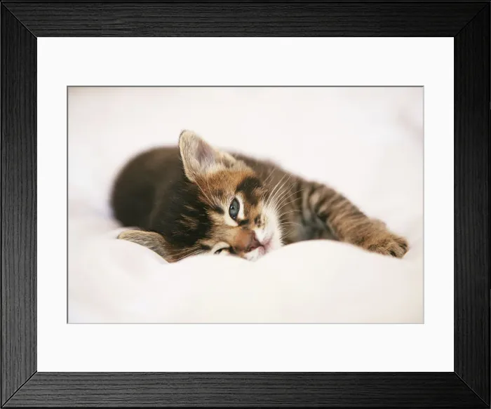 Framed Print : Kitten Portrait Framed Print : Kitten Portrait