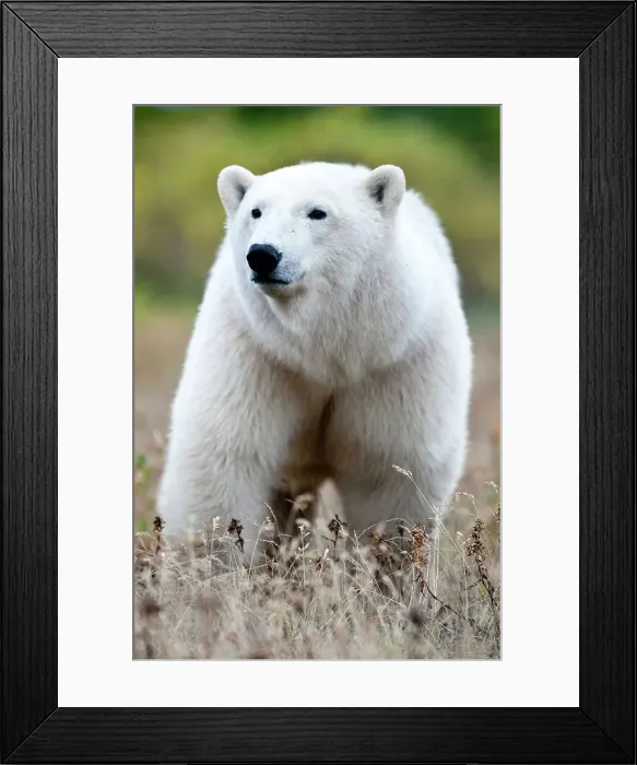 Framed Print : Polar bear (Ursus maritimus) in tundra vegetation Framed Print : Polar bear (Ursus maritimus) in tundra vegetation