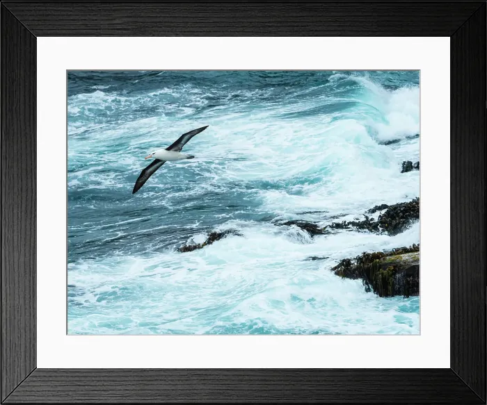 Framed Print : Black-browed Albatross Climate Change Falkland Islands Framed Print : Black-browed Albatross Climate Change Falkland Islands