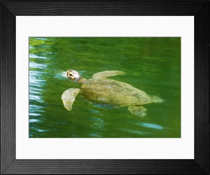 Framed Print : Galapagos Green turtle (Chelonia mydas agassisi) swimming at the surface Framed Print : Galapagos Green turtle (Chelonia mydas agassisi) swimming at the surface