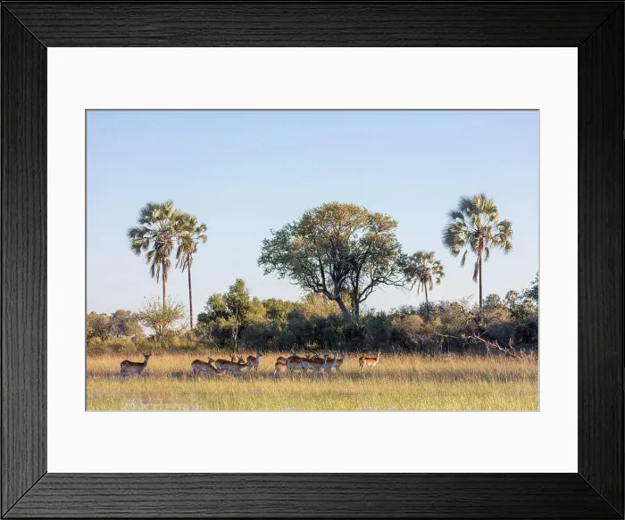 Framed Print : Red lechwe (Kobus leche leche) Framed Print : Red lechwe (Kobus leche leche)