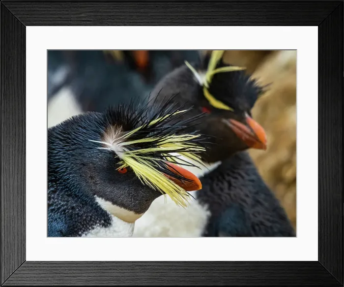 Framed Print : Climate Change Eudyptes Chrysocome Eudyptes Moseleyi