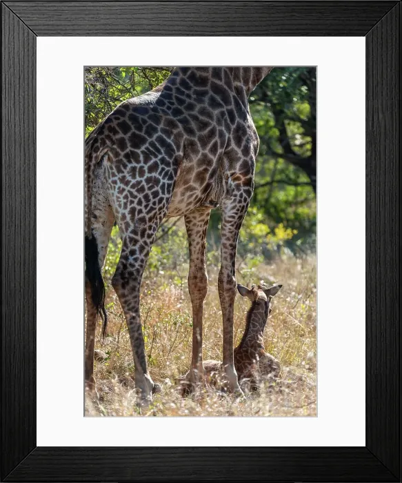 Framed Print : A Lion (Panthera leo) pride found this Giraffe (Giraffa camelopardalis) and her calf (the calf had a broken leg) Framed Print : A Lion (Panthera leo) pride found this Giraffe (Giraffa camelopardalis) and her calf (the calf had a broken leg)