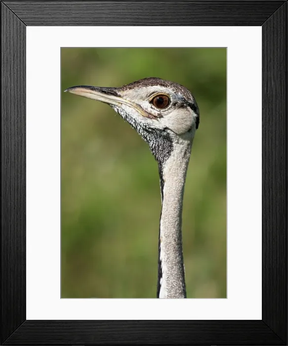 Framed Print : Close-up of a male Black-Bellied bustard (Eupodotis melanogaster) Framed Print : Close-up of a male Black-Bellied bustard (Eupodotis melanogaster)