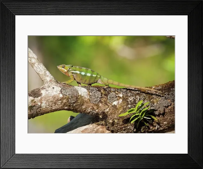 Framed Print : Male Panther chameleon (Furcifer pardalis) in beach side vegetation Framed Print : Male Panther chameleon (Furcifer pardalis) in beach side vegetation
