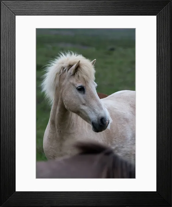 Framed Print : Portrait of an Icelandic horse in a pasture near Borgarnes in western Iceland Framed Print : Portrait of an Icelandic horse in a pasture near Borgarnes in western Iceland