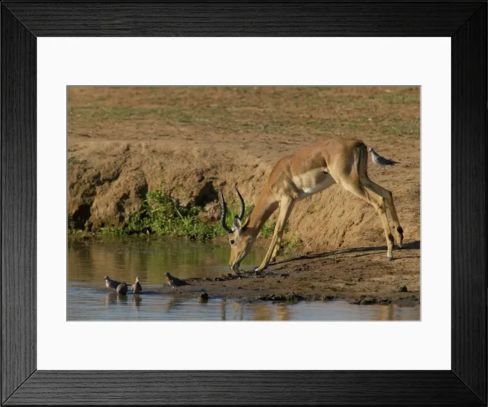 Framed Print : Impala (Aepyceros melampus melampus) drinking at waterhole Framed Print : Impala (Aepyceros melampus melampus) drinking at waterhole