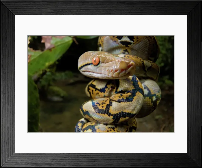 Framed Print : Close-up of juvenile reticulated python (Python reticulatus) resting on sapling Framed Print : Close-up of juvenile reticulated python (Python reticulatus) resting on sapling