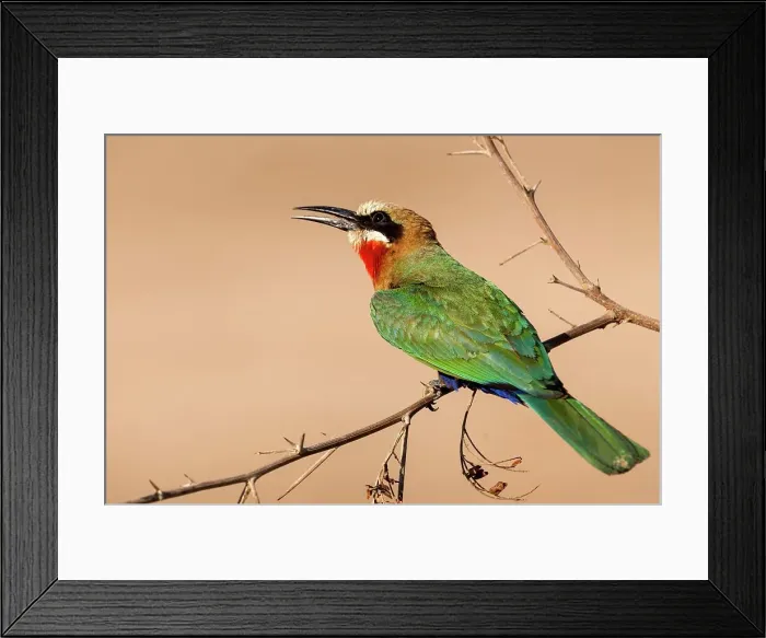Framed Print : White-fronted Bee-eater (Merops bullockoides) Framed Print : White-fronted Bee-eater (Merops bullockoides)