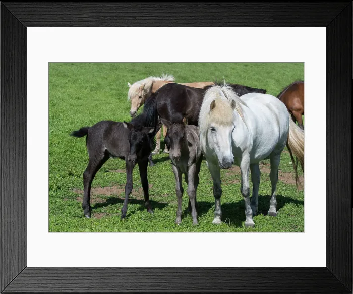Framed Print : Icelandic horses with foals on a pasture near Akureyri, northern Iceland Framed Print : Icelandic horses with foals on a pasture near Akureyri, northern Iceland