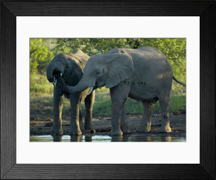 Framed Print : Elephant (Loxodonta africana) drinking at waterhole
