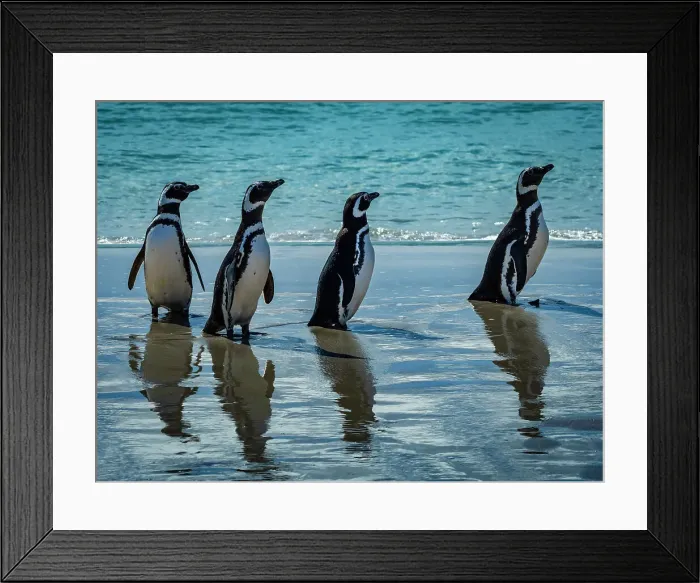 Framed Print : Carcass Island Climate Change Falkland Islands Framed Print : Carcass Island Climate Change Falkland Islands