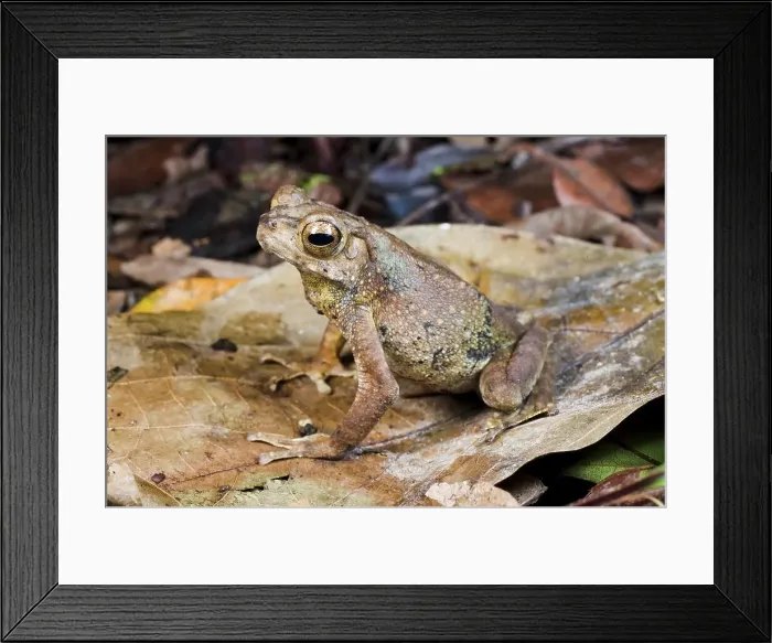 Framed Print : Asian Giant toad (Bufo asper) in leaf litter Framed Print : Asian Giant toad (Bufo asper) in leaf litter