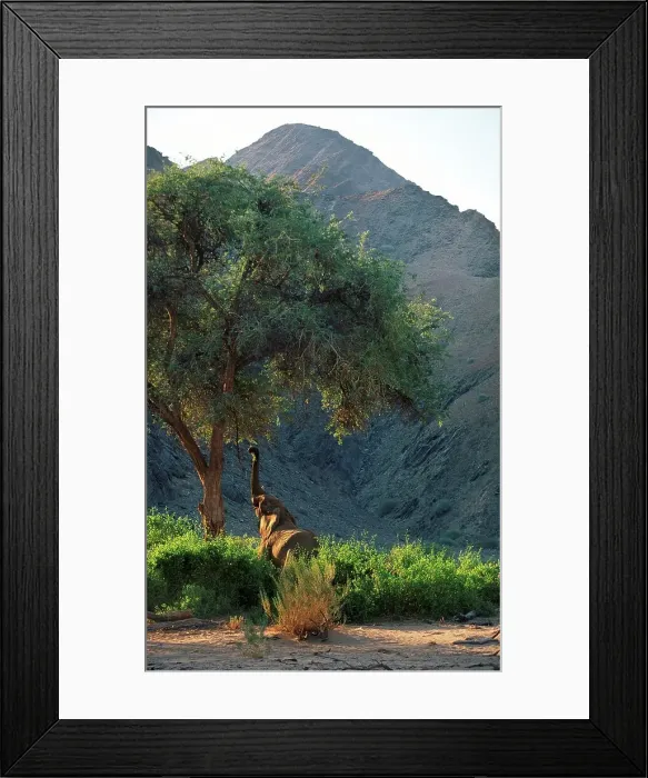 Framed Print : Desert elephant feeding in Hoanab River Framed Print : Desert elephant feeding in Hoanab River