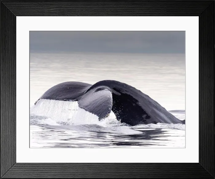 Framed Print : Humpback whale tail, in Warm Springs, Alaska, (Megaptera novaeangliae) Image made under NMFS permit 19703