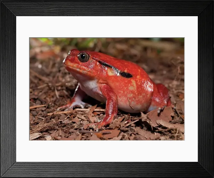 Framed Print : Close-up of a Tomato frog (Dyscophis antongilii) in marsh habitat Framed Print : Close-up of a Tomato frog (Dyscophis antongilii) in marsh habitat