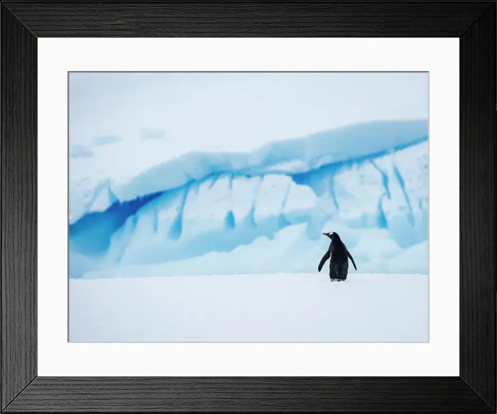 Framed Print : Antarctica Climate Change Drake Passage Gentoo Penguin Framed Print : Antarctica Climate Change Drake Passage Gentoo Penguin