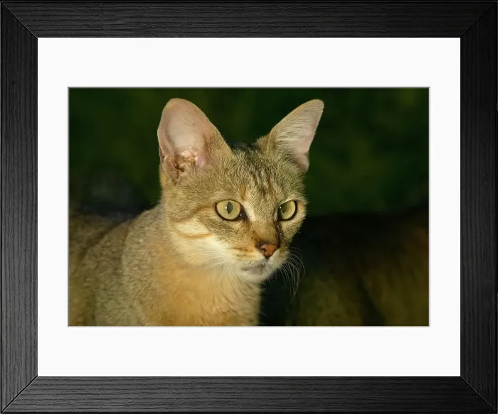 Framed Print : African Wild Cat (Felis lybica) Framed Print : African Wild Cat (Felis lybica)