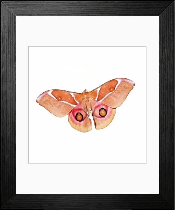 Framed Print : Close-up of Suraka Silk moth (Antherina suraka) on white background Framed Print : Close-up of Suraka Silk moth (Antherina suraka) on white background
