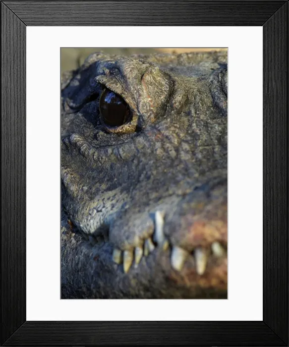 Framed Print : African Dwarf Crocodile. Greater St Lucia Wetland Park Framed Print : African Dwarf Crocodile. Greater St Lucia Wetland Park