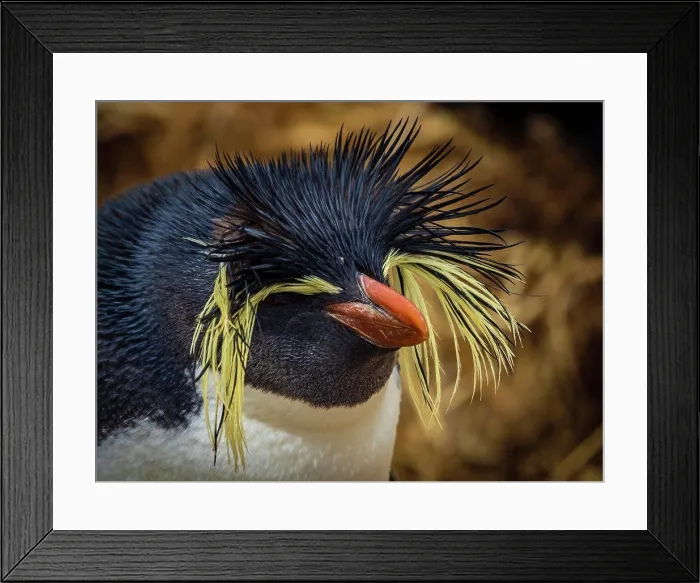 Framed Print : Rare sighting, Northern Rockhopper Penguin Framed Print : Rare sighting, Northern Rockhopper Penguin