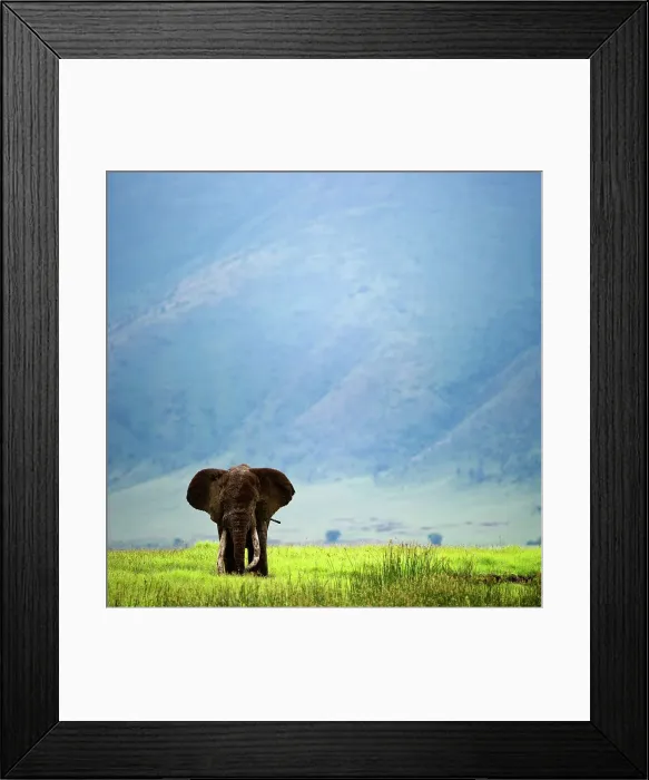 Framed Print : African elephant (Loxodonta africana) walking in the field Framed Print : African elephant (Loxodonta africana) walking in the field