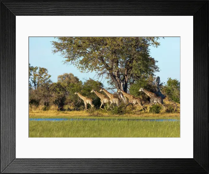 Framed Print : South African giraffe or Cape giraffe (Giraffa camelopardalis giraffa) running