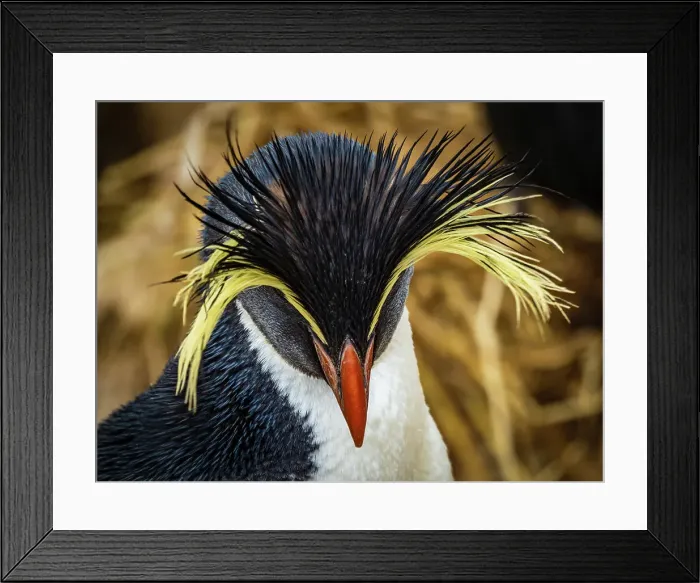 Framed Print : Climate Change Eudyptes Moseleyi Falkland Islands Framed Print : Climate Change Eudyptes Moseleyi Falkland Islands