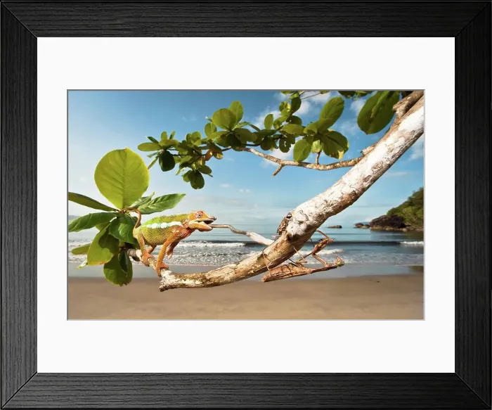 Framed Print : Male Panther chameleon (Furcifer pardalis) eating Praying mantis (Mantis religiosa)