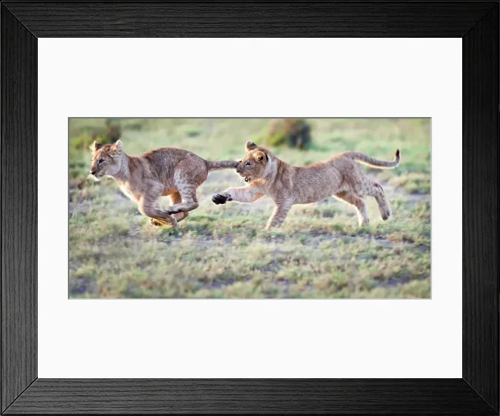 Framed Print : African lion cubs (Panthera leo) playing at Big Marsh Framed Print : African lion cubs (Panthera leo) playing at Big Marsh