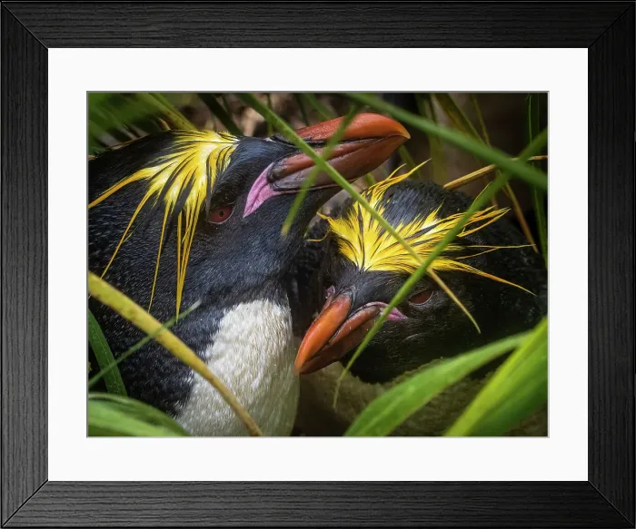 Framed Print : Antarctica Climate Change Drake Passage Eudyptes Chrysolophus