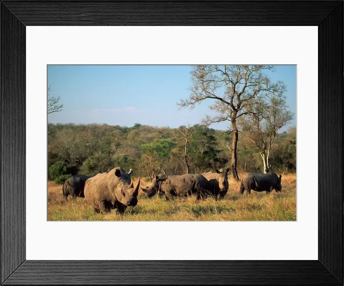 Framed Print : White Rhinoceros herd in veld. MalaMala Game Reserve Framed Print : White Rhinoceros herd in veld. MalaMala Game Reserve