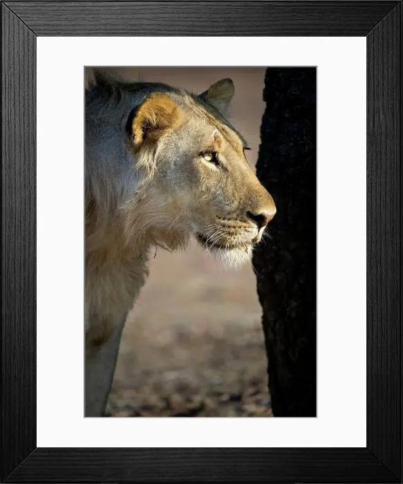 Framed Print : Adult male African lion (Panthera leo) near the Luangwa River Framed Print : Adult male African lion (Panthera leo) near the Luangwa River