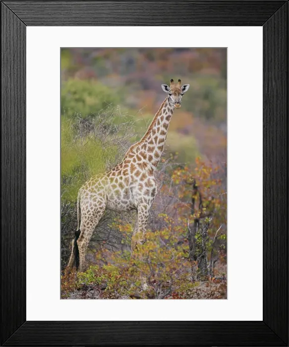 Framed Print : Giraffe (Giraffa camelopardis) in mopane veld Framed Print : Giraffe (Giraffa camelopardis) in mopane veld