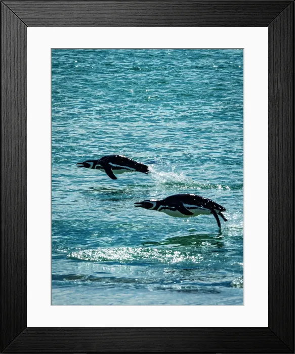 Framed Print : Carcass Isiland Climate Change Falkland Islands